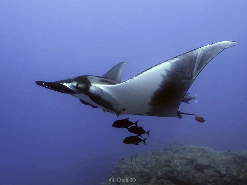 duiken roca partida manta