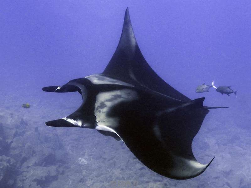 roca partida manta