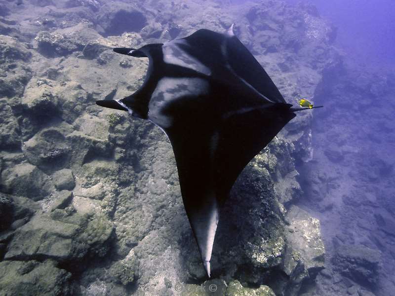 duiken roca partida manta