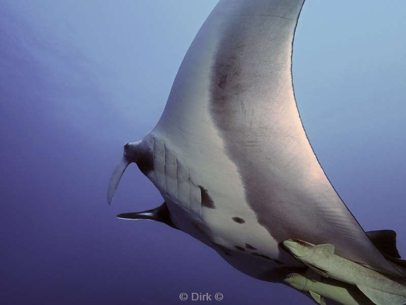 duiken socorro cabo pearle manta