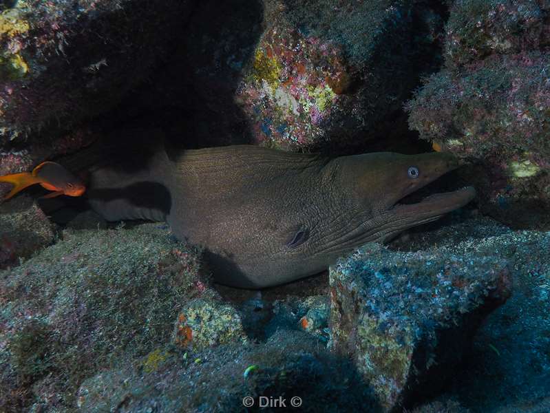 duiken san benedicto moray eel