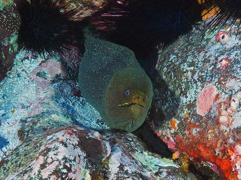 san benedicto moray eel