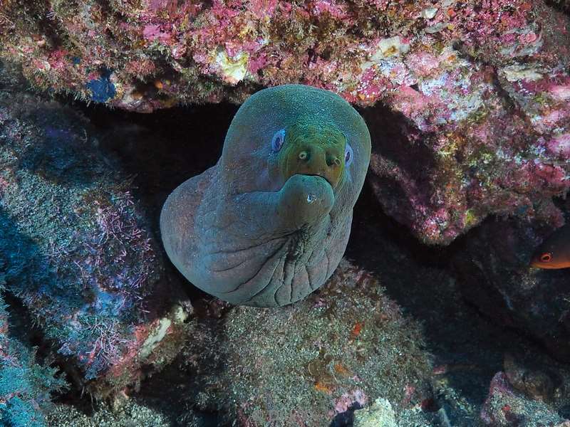 roca partida moray eel