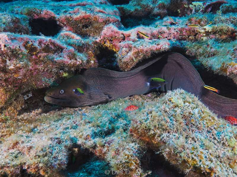 duiken san benedicto moray eel