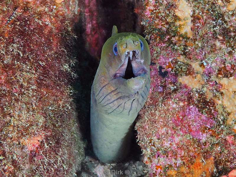 diving los islotes sea of cortez seastar