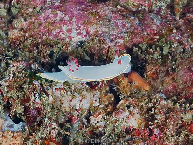 carpenter rock sea of cortez nudibranch