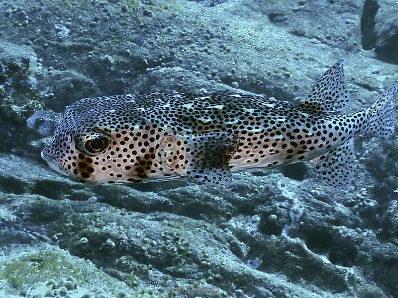 roca partida pufferfish