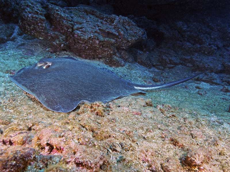 duiken socorro cabo pearle ray