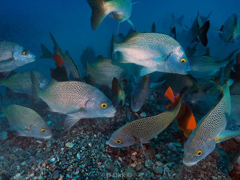 san benedicto sea bream 1