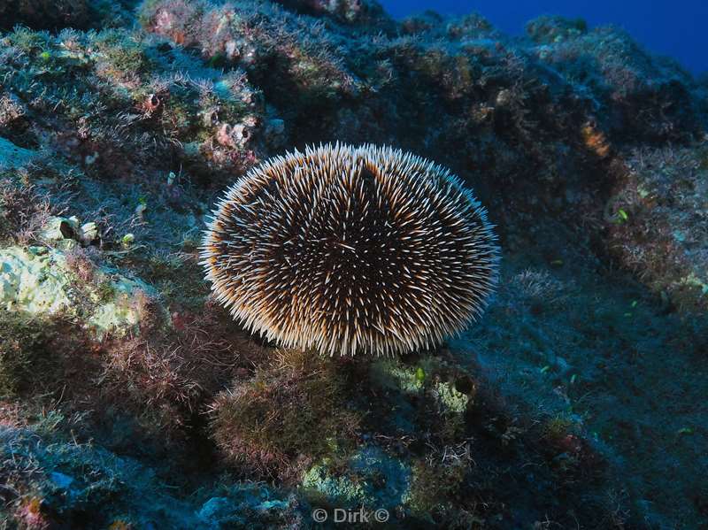 san benedicto sea urchin