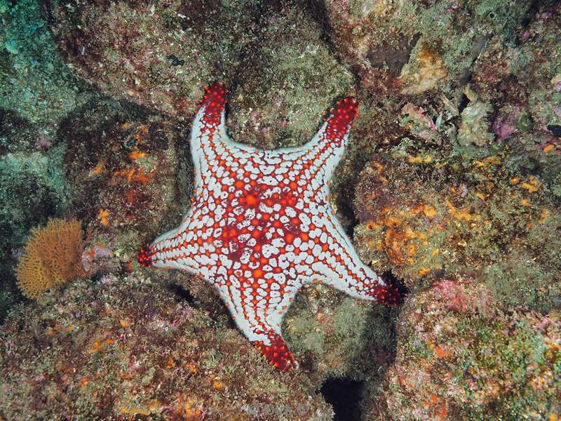 carpenter rock sea of cortez seastar