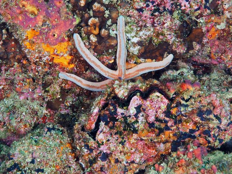 diving la reyna sea of cortez seastar