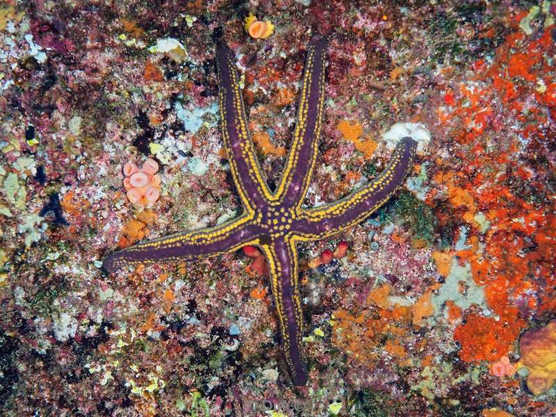 diving la reyna sea of cortez seastar