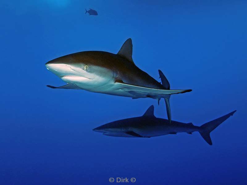 duiken san benedicto silky shark