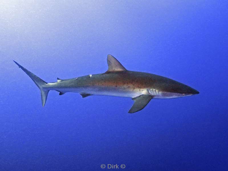 duiken san benedicto silky shark