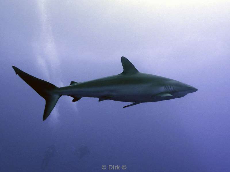 san benedicto silky shark