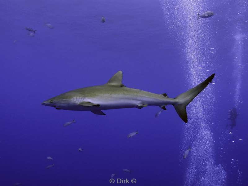 san benedicto silky shark