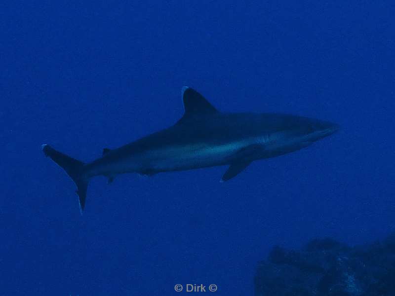 duiken roca partida silvertip shark