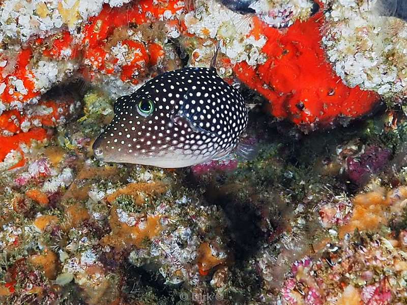 diving la reyna sea of cortez smooth trunkfish