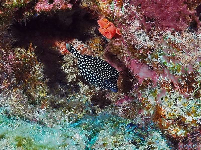 duiken san benedicto smooth trunkfish