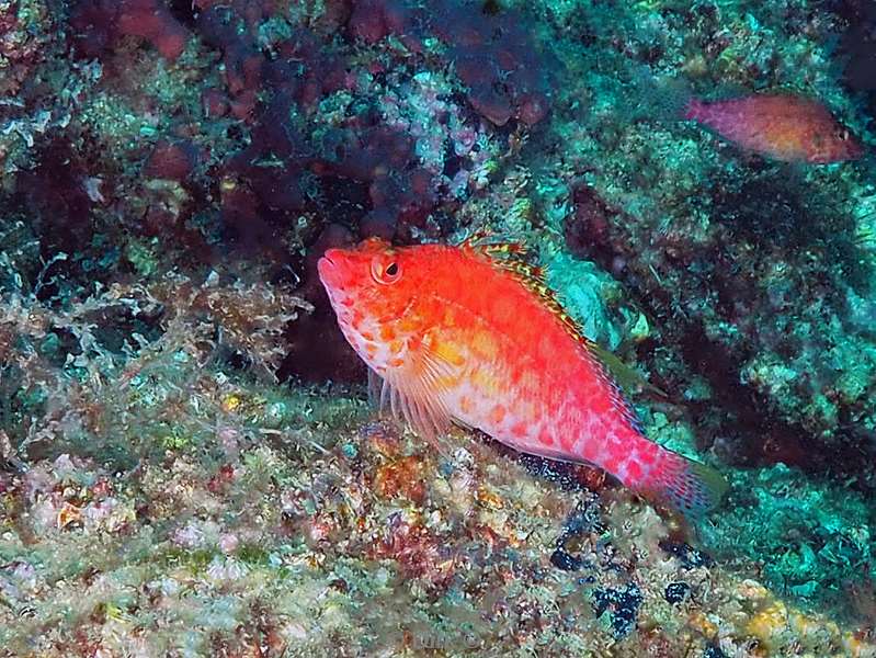 duiken carpenter rock zee van cortez spotted hawkfish