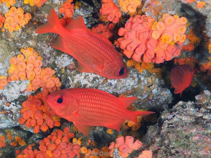 diving los islotes sea of cortez squirrelfish