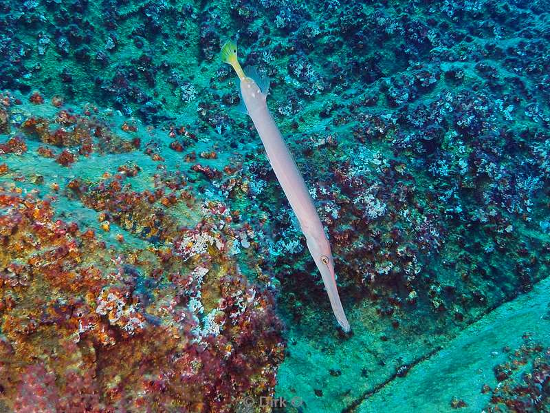 duiken san benedicto trumpet fish