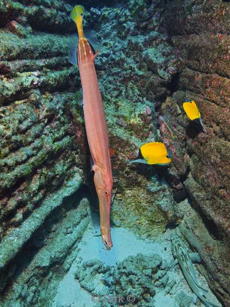 duiken san benedicto trumpet fish