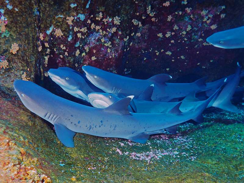 roca partida white point reef shark