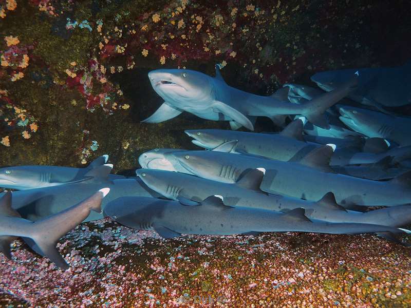 duiken roca partida white point reef shark