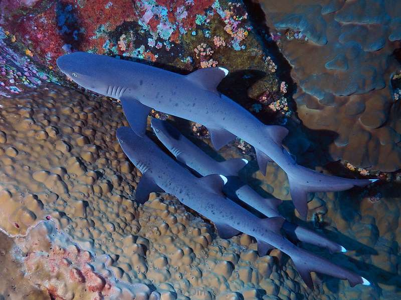 duiken roca partida whitetip reef shark