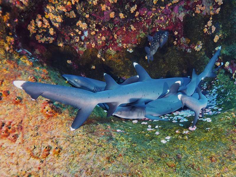 duiken roca partida whitetip reef shark