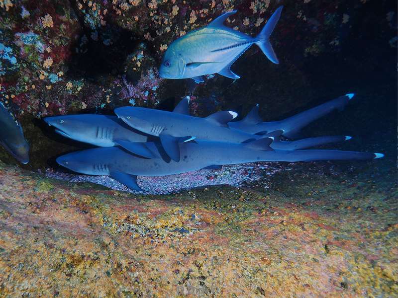 duiken roca partida whitetip reef shark