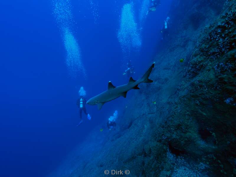 roca partida whitetip reef shark