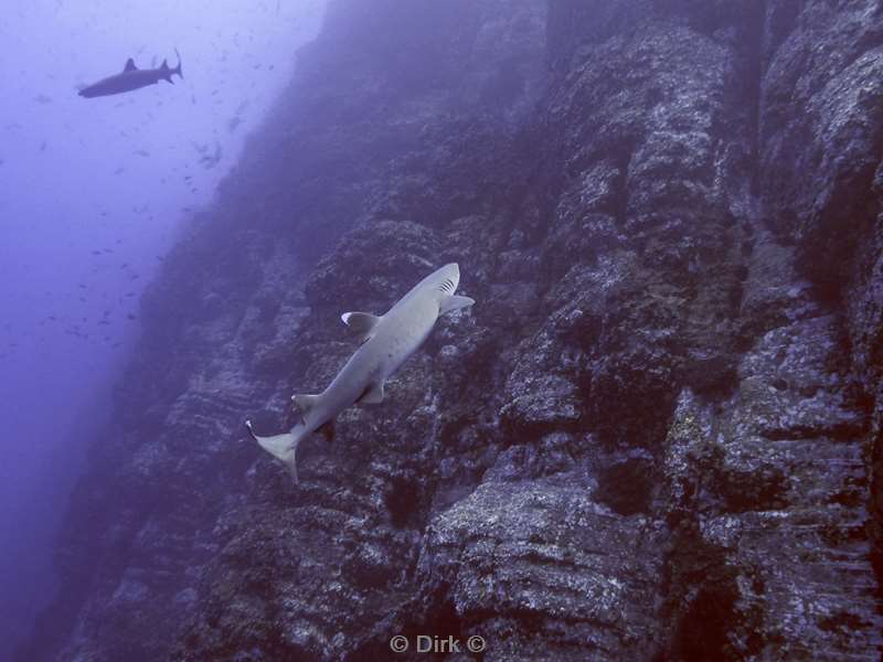 roca partida whitetip reef shark