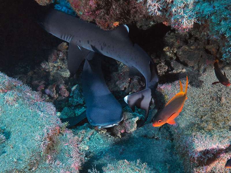 duiken roca partida whitetip reef shark