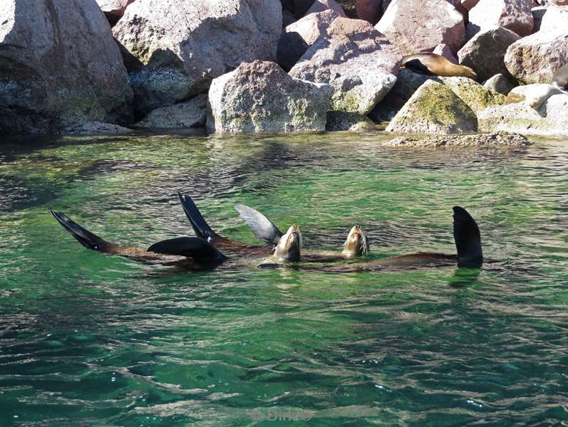 diving los islotes sea of cortez sea lions