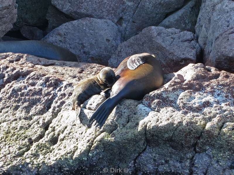 diving los islotes sea of cortez sea lions