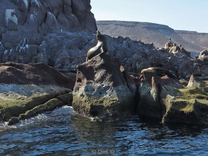 diving los islotes sea of cortez sea lions