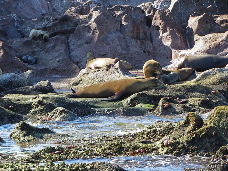 diving los islotes sea of cortez sea lions