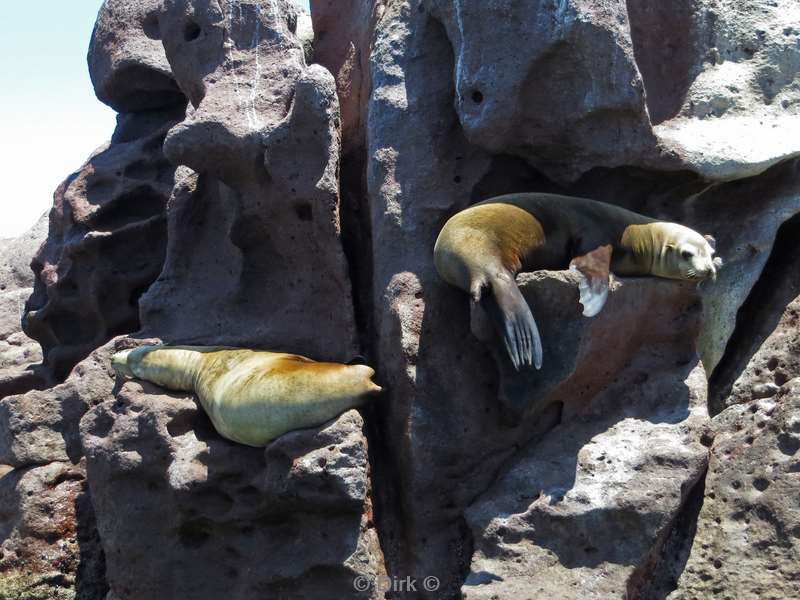 diving los islotes sea of cortez sea lions