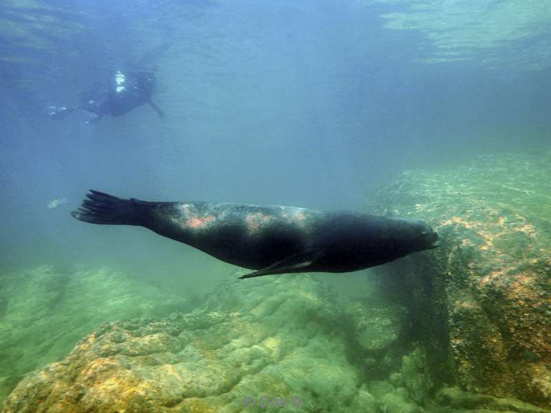 diving los islotes sea of cortez sea lions