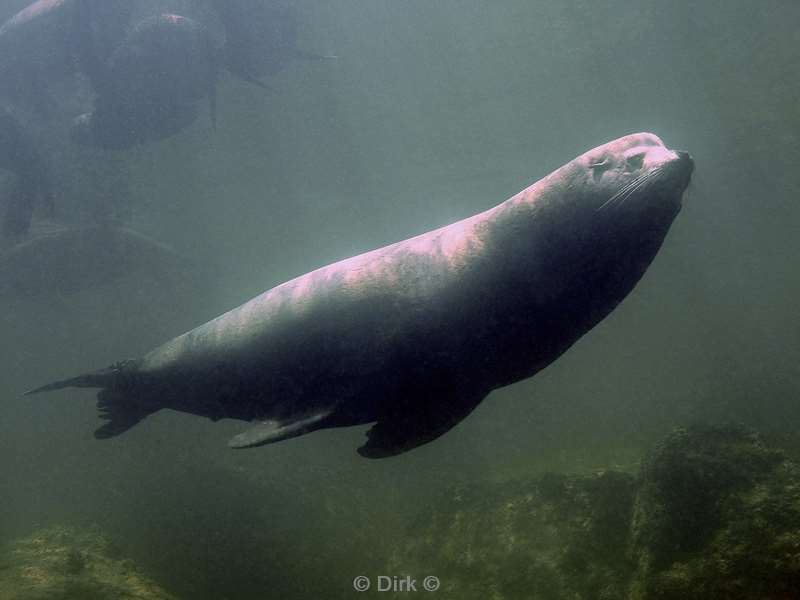 diving los islotes sea of cortez sea lions