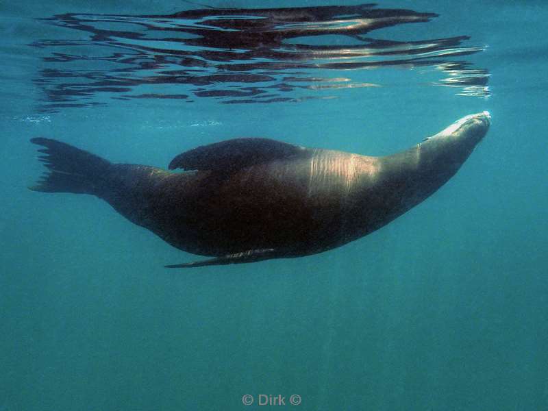 diving los islotes sea of cortez sea lions