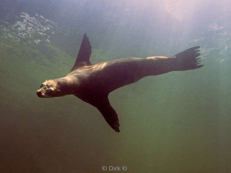 diving los islotes sea of cortez sea lions