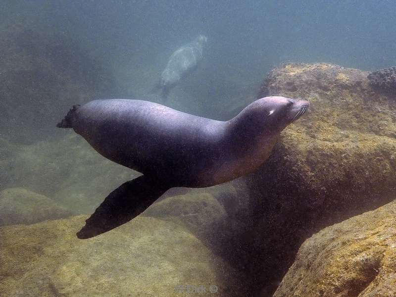 diving los islotes sea of cortez sea lions