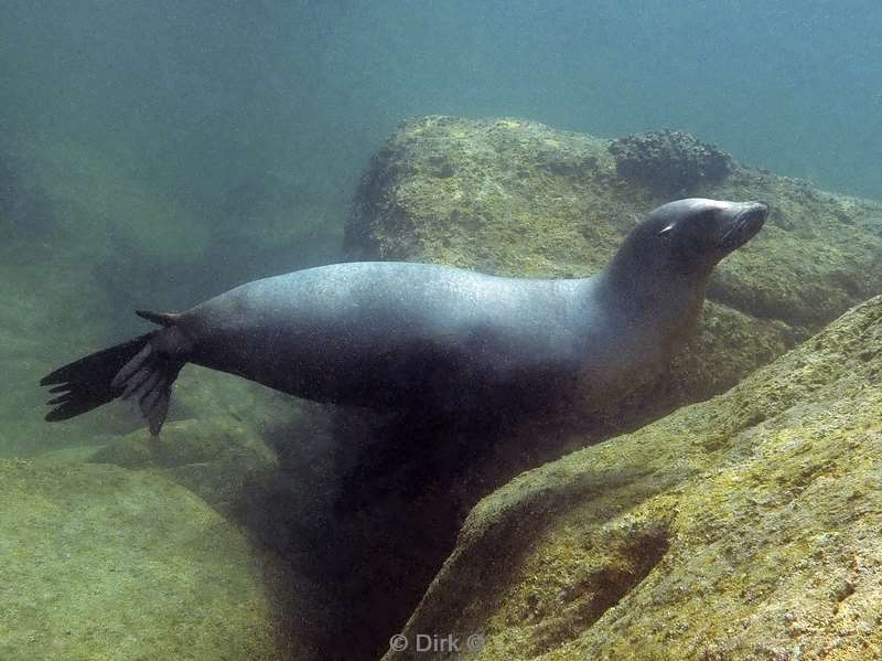 diving los islotes sea of cortez sea lions