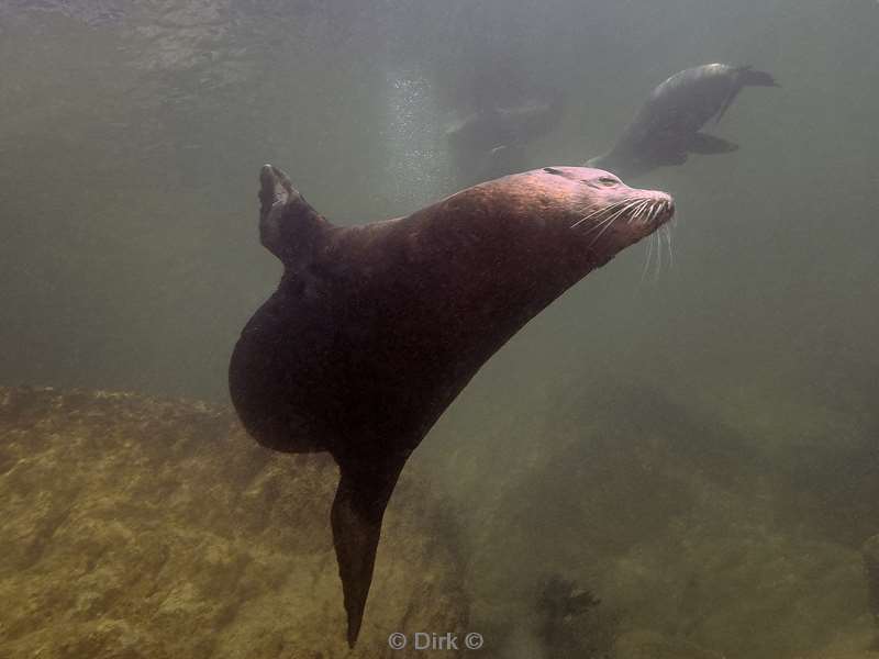 diving los islotes sea of cortez sea lions