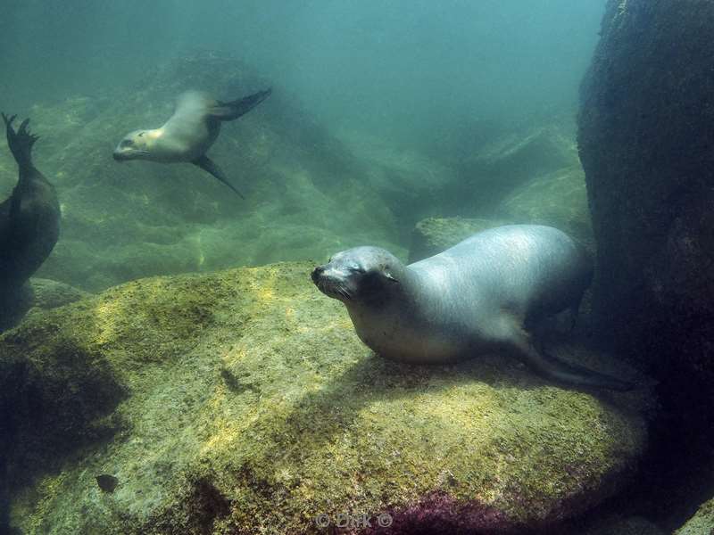 diving los islotes sea of cortez sea lions