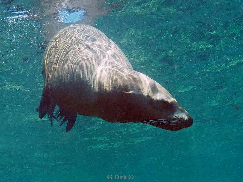 diving la reyna sea of cortez zeeleeuwen